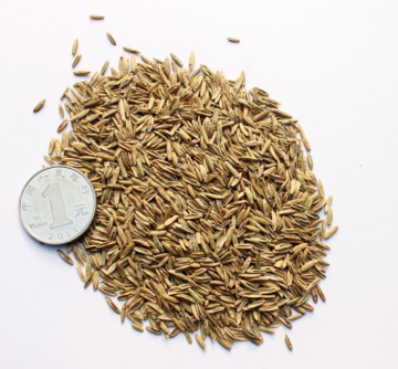 بذور ryegrass السائبة للزراعة