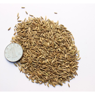 Bulk ryegrass seed for planting