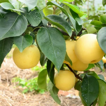 Delicious Fresh Tasty Gold Golden Pear