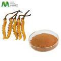 Organic Cordyceps Militaris Extract Powder