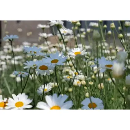 Natural Insecticides Pyrethrum Cinerariifolium Extract