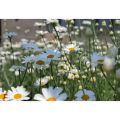 Natural Insecticides Pyrethrum Cinerariifolium Extract