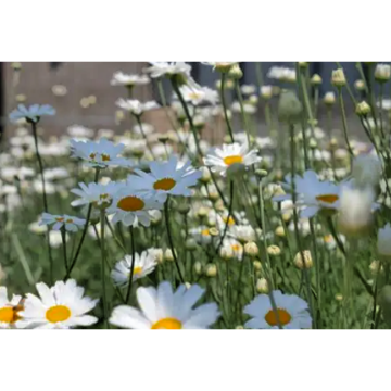 Natural Insecticides Pyrethrum Cinerariifolium Extract