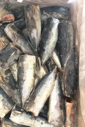 Sea Frozen Bonito HGT