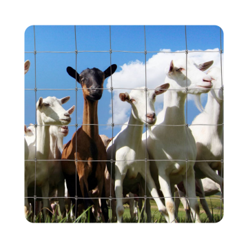 Goat Fence Wire Mesh - Farm Fence Wire Mesh for Sheep and Cattle