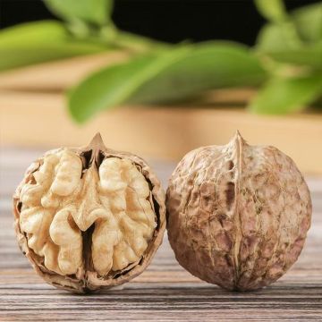 Produtos de noz Yunnan Dapao de primeira qualidade