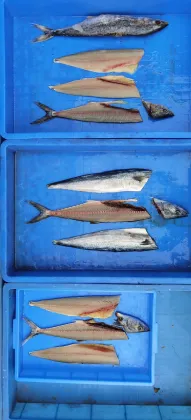 Mackerel Fish Bone Removing Machine - Full Automatic Pacific Saury Fish Slicing Machine