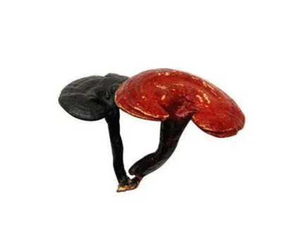 Natural High Quality lucid ganoderma extract