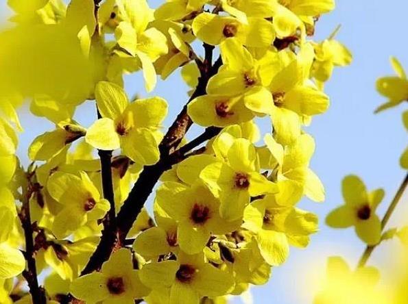 Китайское травяное масло Weeping Forsythia Essential Oil Wholesale