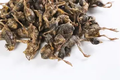 Wholesale Pet Cats Snacks Freeze Dried Quail