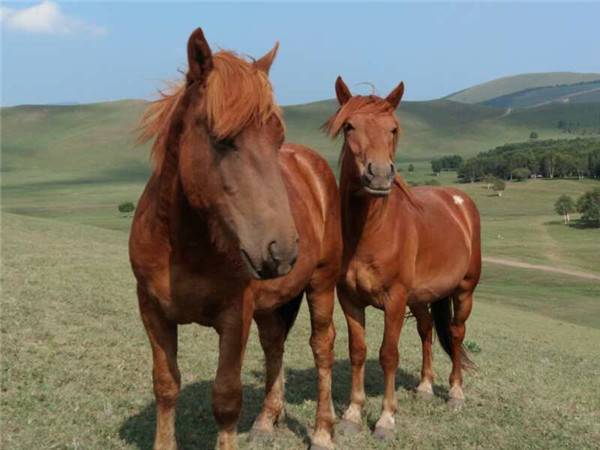horse care products horse care products