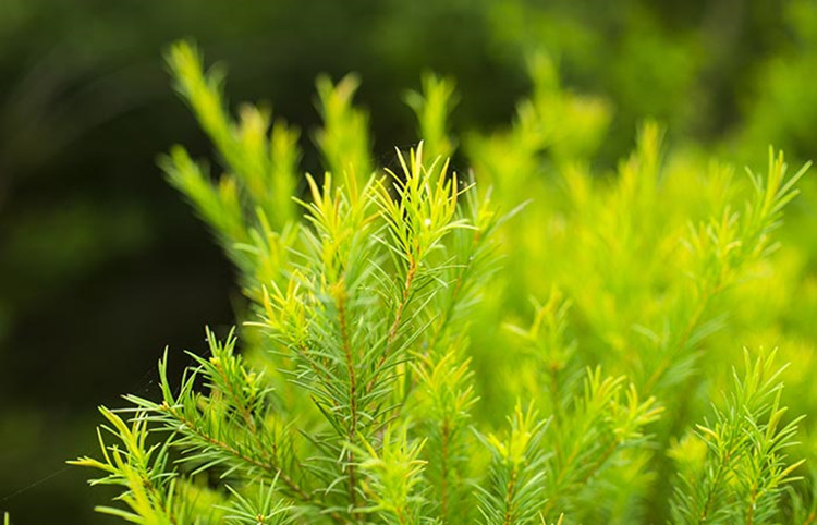 OEM tea tree essential oil