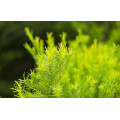 OEM tea tree essential oil