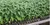 Plant Seedling Nursery Seed Tray