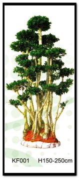 ficus microcarpa trees