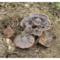 Reishi séché sauvage et ganoderma