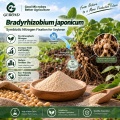 مسحوق بروبيوتيك Bradyrhizobium japonicum للأسمدة الحيوية المثبتة للنيتروجين في فول الصويا