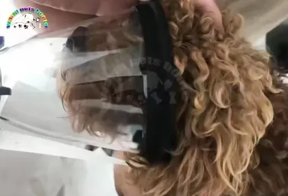 Veterinary Anesthesia Oxygen Mask