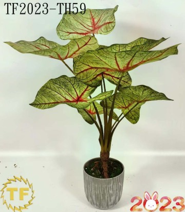 50cm Caladium White Queen leaf x 9 with plastic Pot