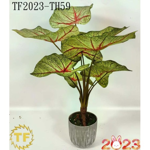50cm Caladium White Queen leaf x 9 with plastic Pot