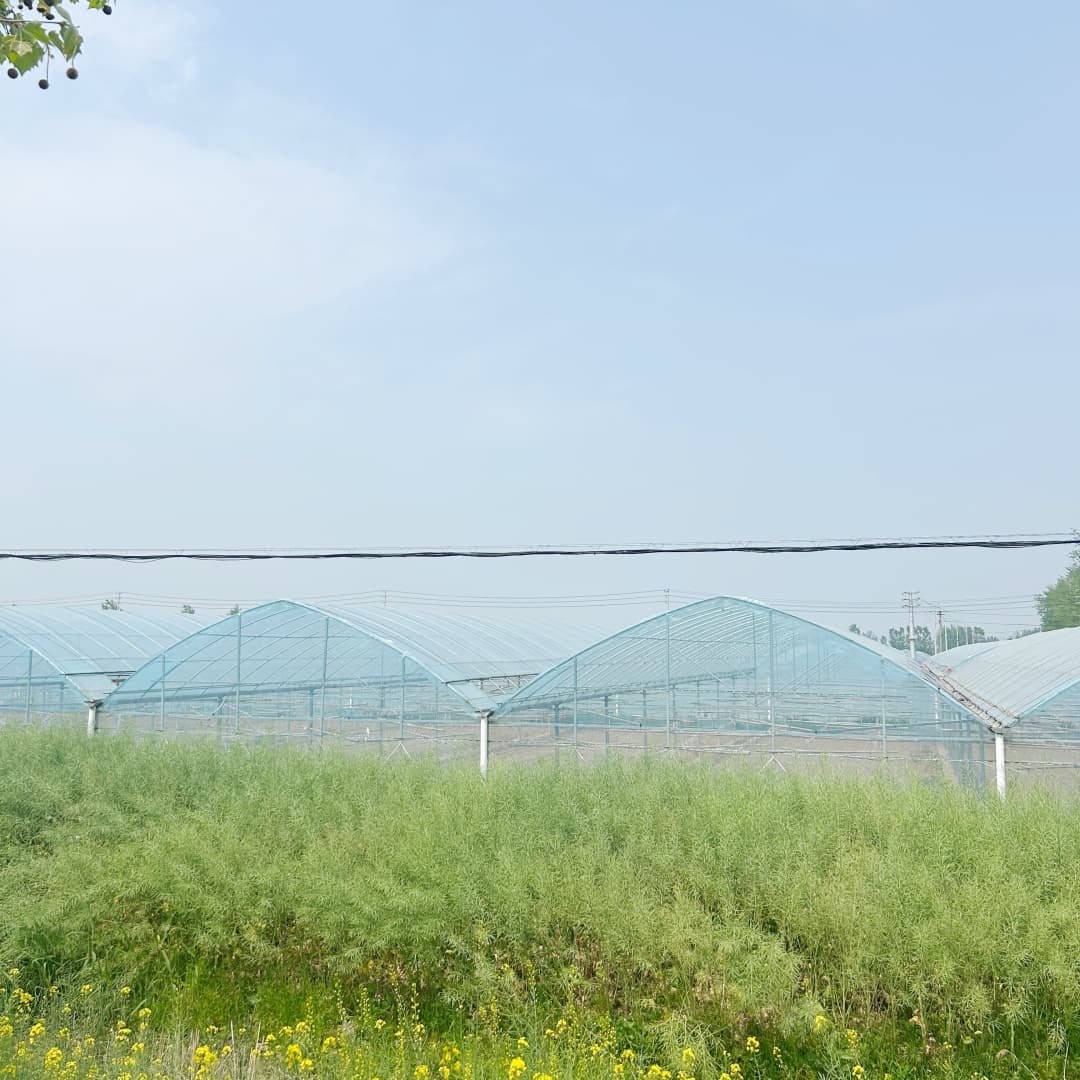 greenhouse film (16)