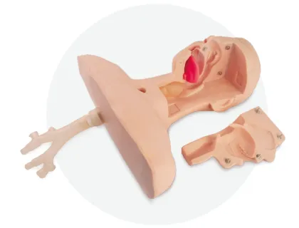Sputum Suction Training Model