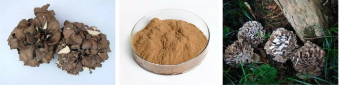 Maitake Pilzextrakt 1 Maitake Mushroom Extract 1