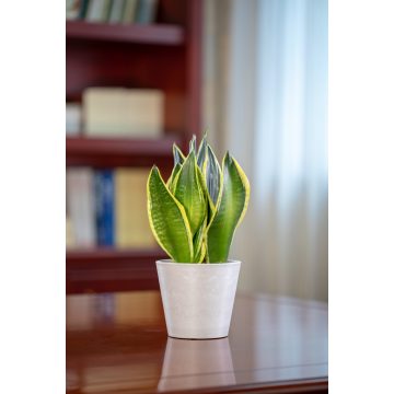 Maceta circular compacta para interiores