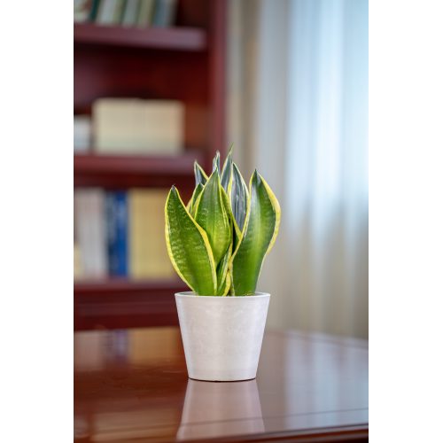 Maceta circular compacta para interiores