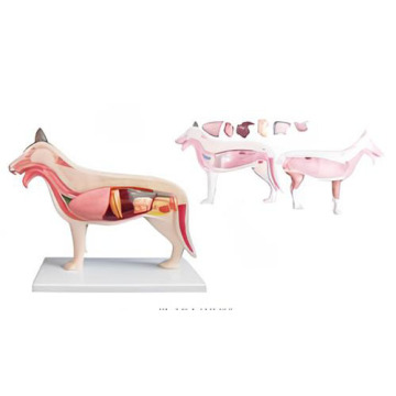 Dog anatomical model