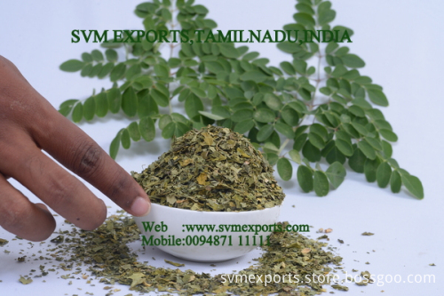 Moringa Teacut leaf Suppliers