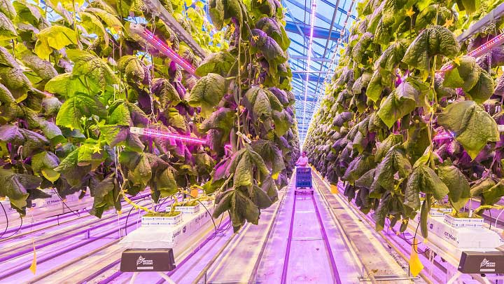 Greenhouse-Ulf-Harf