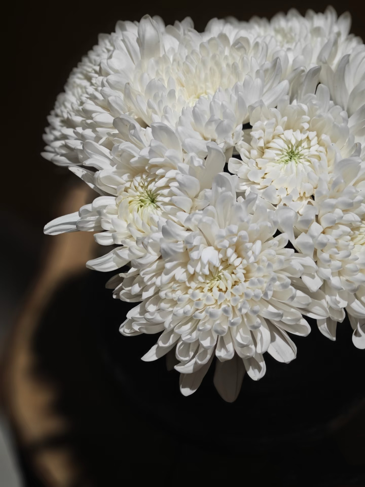 White chrysanthemum