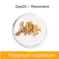 Resveratrol orgânico Polygonum cuspidatum extrato