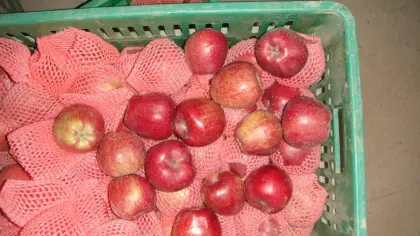 Hotsale sweet and crisp red star apple