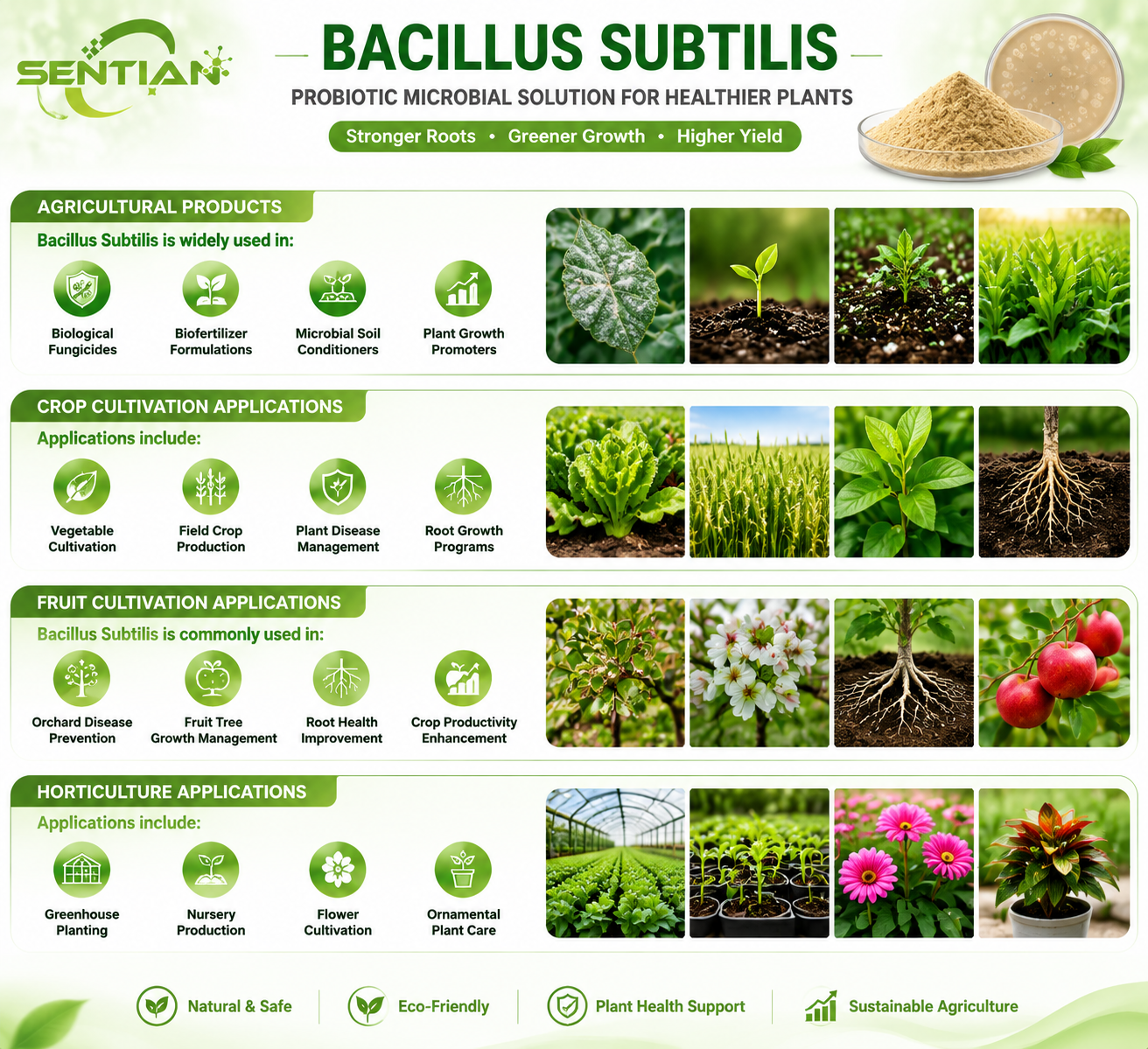 Bacillus subtilis（2）