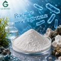 البكتيريا المذيبة للبوتاسيوم Bacillus Mucilaginosus
