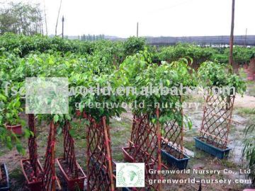 Ficus benjamina cage shape