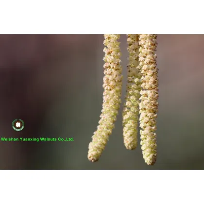 top Grade Bulk Packing Chinese Walnut Kernels Quarters