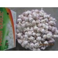 Buy High Quality Normal White Garlic