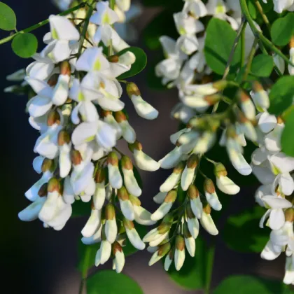 Troxerutin Powder for Antibacterial ingredients