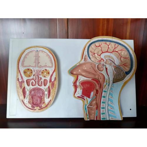 Nervous System Sagittal Section of Human Head Manufactory