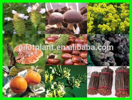 lab mini herb oil essential oil extraction