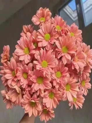 Champagne Salmon spray chrysanthemum
