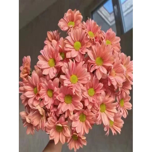 শ্যাম্পেন সালমন স্প্রে ক্রাইস্যান্থেমাম