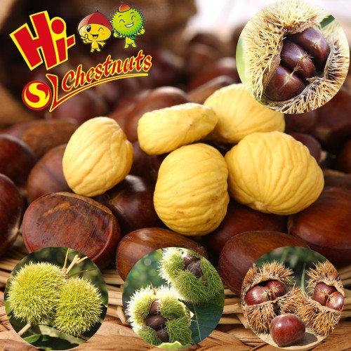 New crop Fresh Chestnuts---Bulk Chestnuts From Hebei