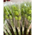 Ornithogalum Arabicum زهور الحشو المجففة