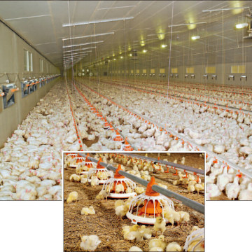 Full Set Automatic Poultry Farm Machinery Forr Broiler