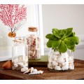 Bag Packed Natural Mixed Sea Shell For Decoration