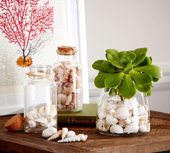 Seashell For Home Decoration